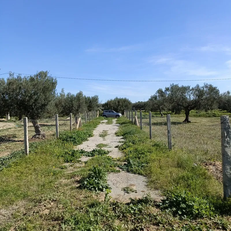 AV terrain 1680m proche hammamet yasmine 