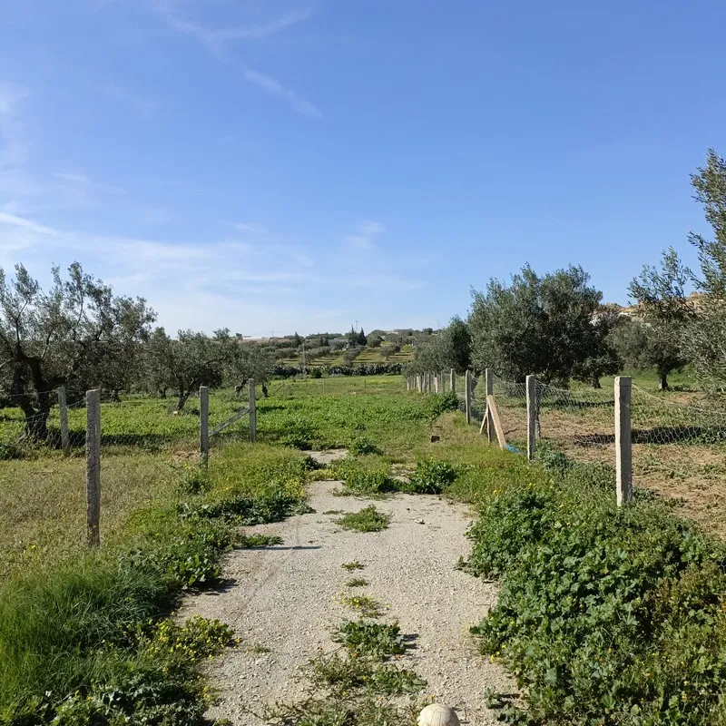 AV terrain 1680m proche hammamet yasmine 