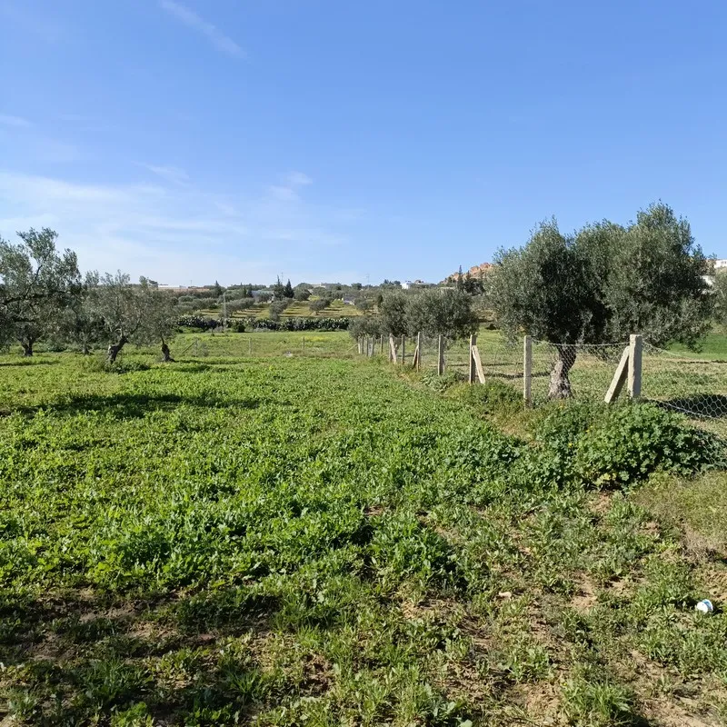 AV terrain 1680m proche hammamet yasmine 