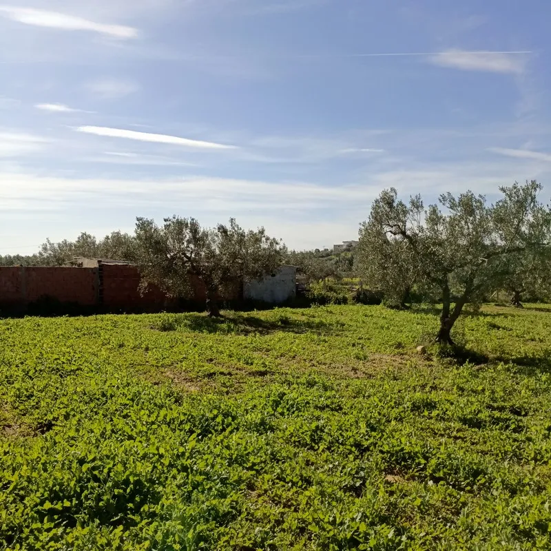 AV terrain 1680m proche hammamet yasmine 