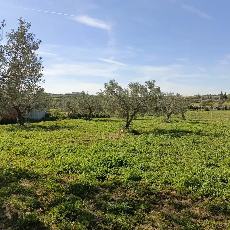 AV terrain 1680m proche hammamet yasmine 