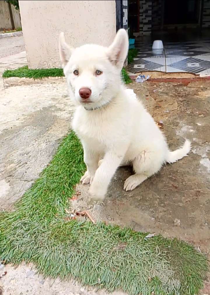 husky deux mois mal 