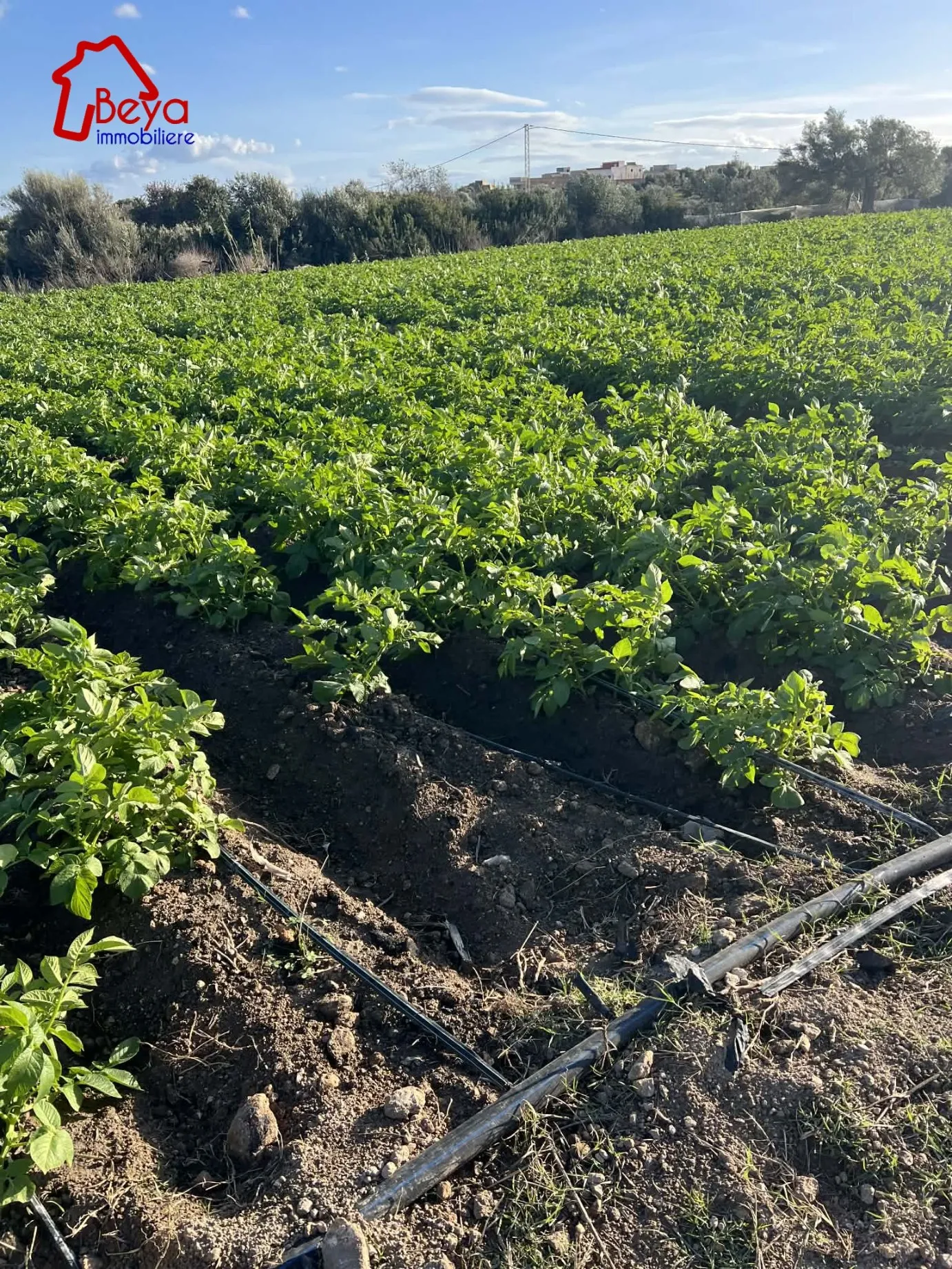 terrain MOUFIDA VTM103