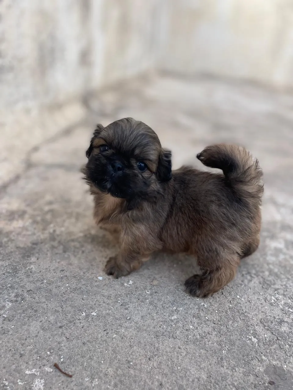 🐶 Deux chiots Pékinois à vendre 🐶