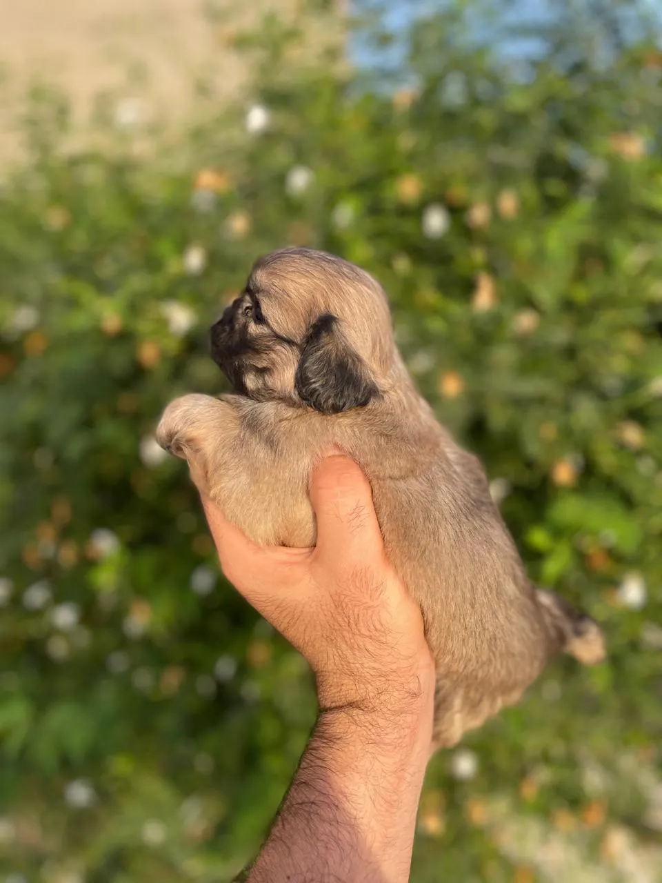 🐶 Deux chiots Pékinois à vendre 🐶