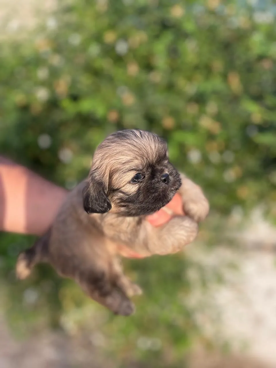 🐶 Deux chiots Pékinois à vendre 🐶