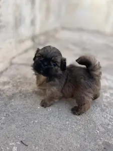 🐶 Deux chiots Pékinois à vendre 🐶