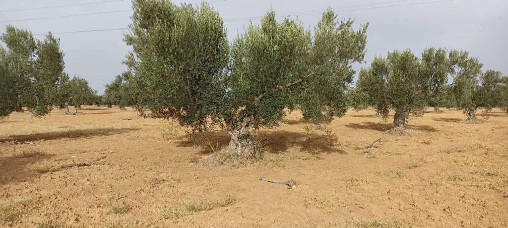 ارض فلاحية