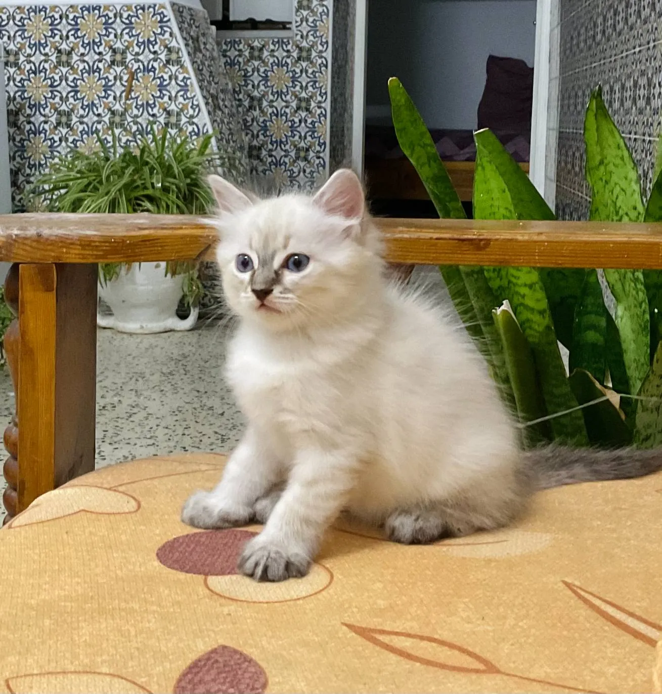 BELLE chaton ragdall