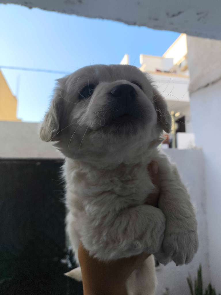 Bichon maltais