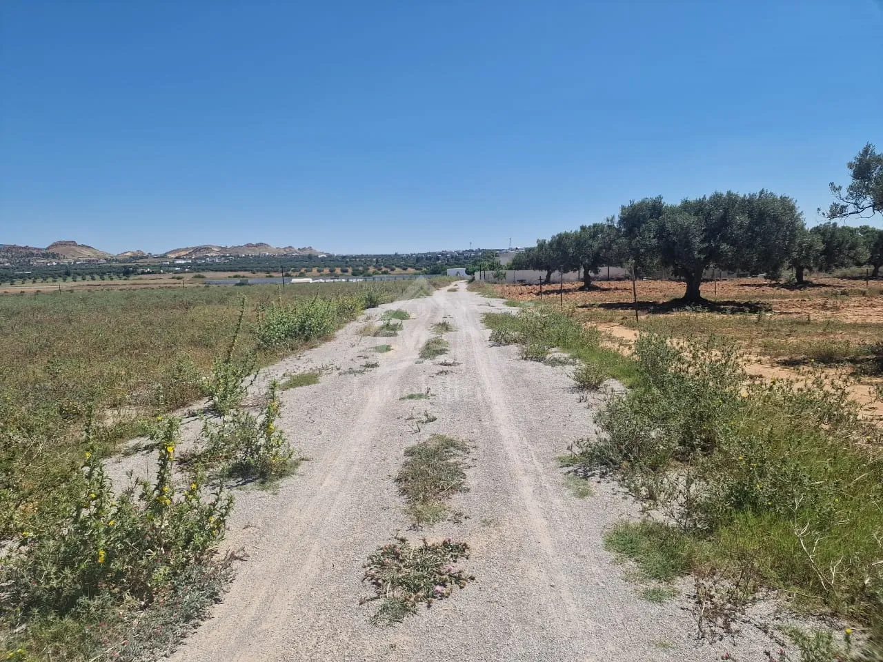 Terrain de 4000 m² à vendre à 100 MD à Hammamet Sud 51355351