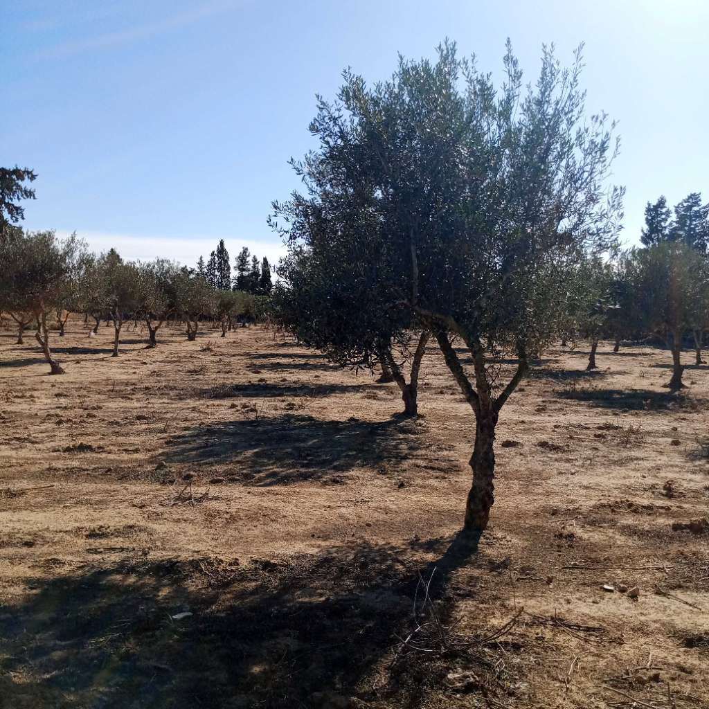 أرض فلاحية بموقع ممتاز لبيع جزء منها