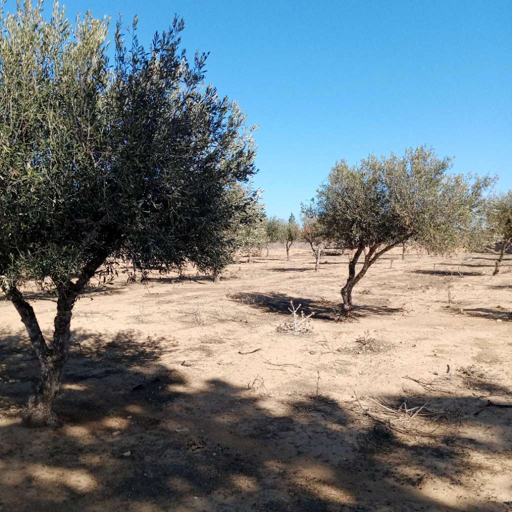 أرض فلاحية بموقع ممتاز لبيع جزء منها