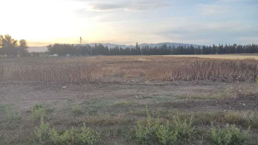 Terrain agricole à bousalem jendouba