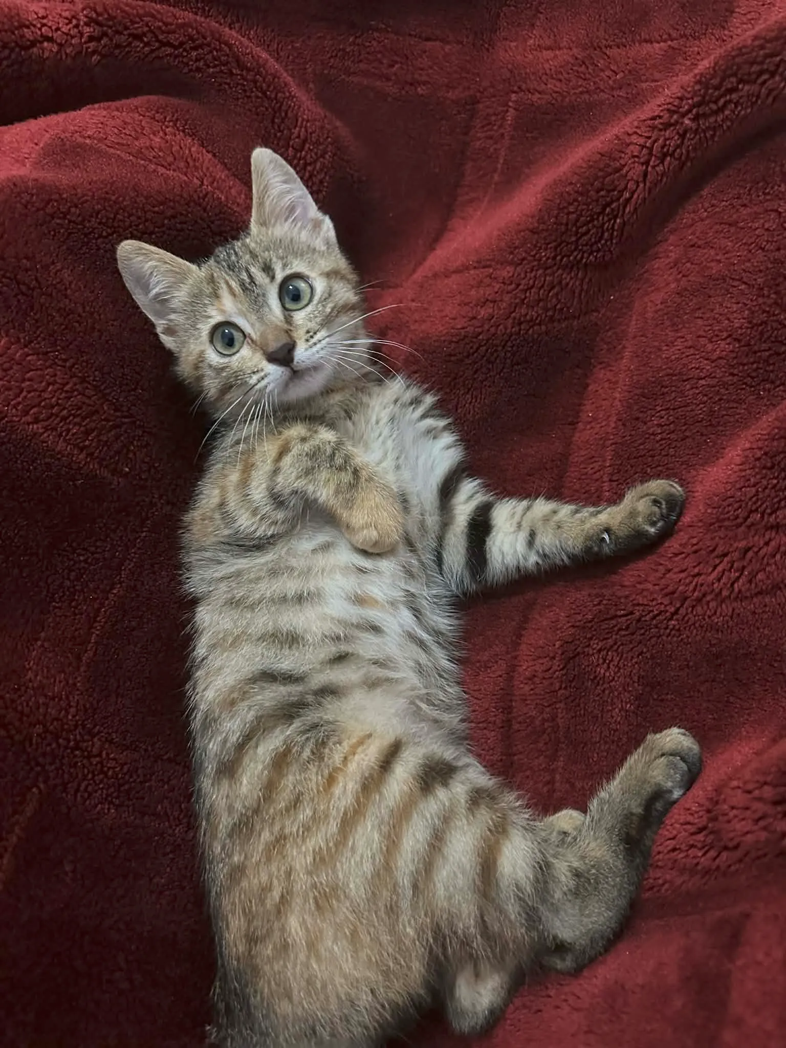 Chat femelle à adopter (Gratuit)