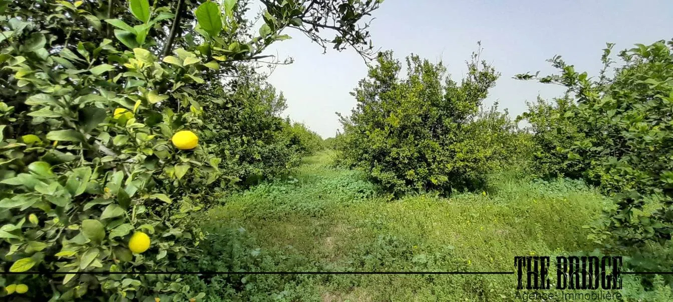 Un hectare d’agrumes à Bou Argoub