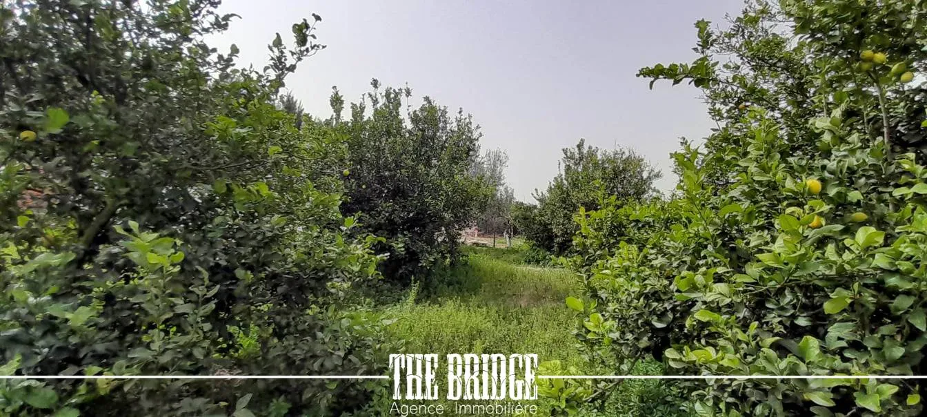 Un hectare d’agrumes à Bou Argoub