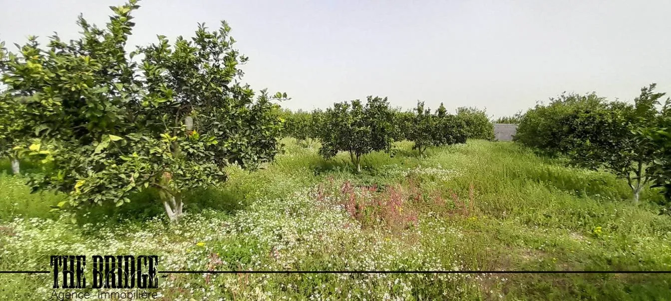 Un hectare d’agrumes à Bou Argoub