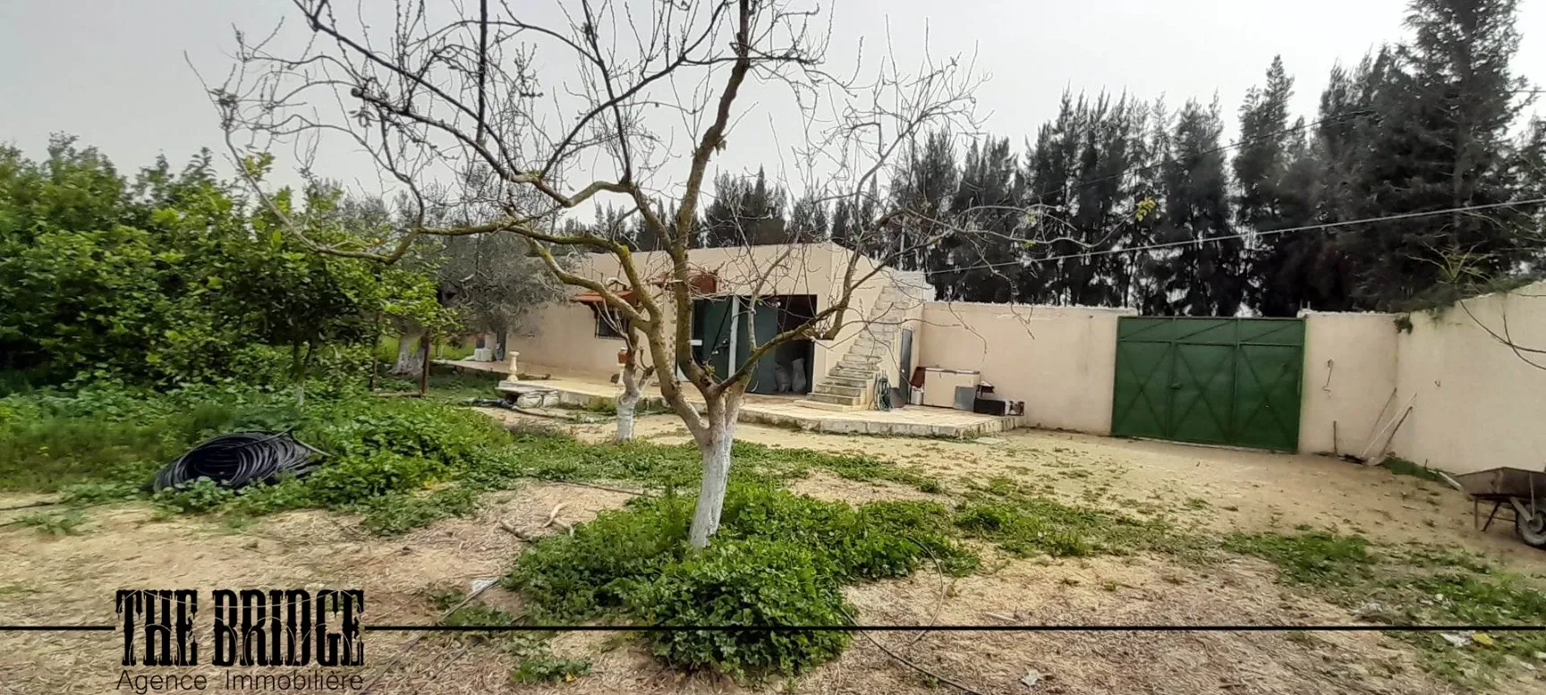 Un hectare d’agrumes à Bou Argoub