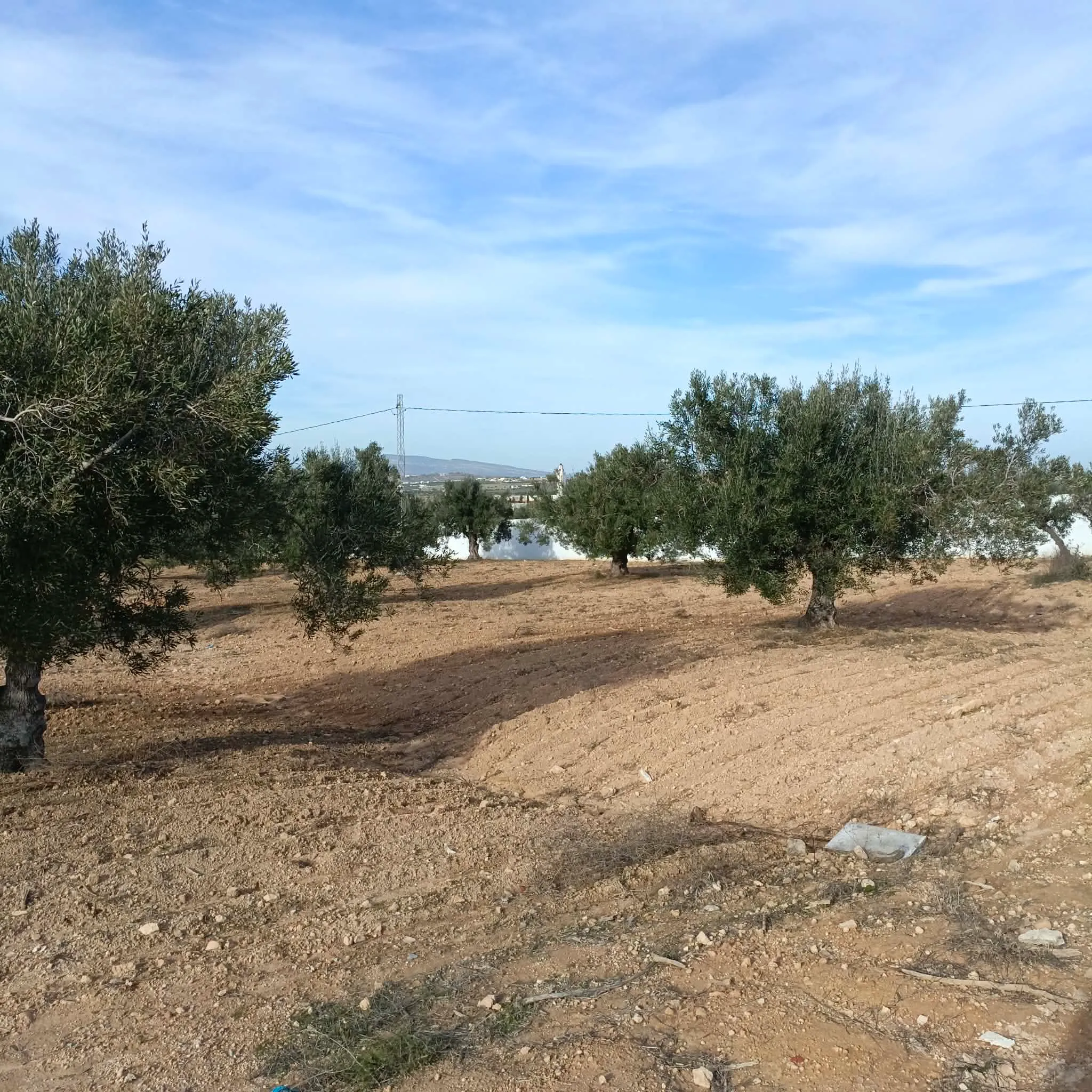 AV beau terrain de 600m à hammamet sud 