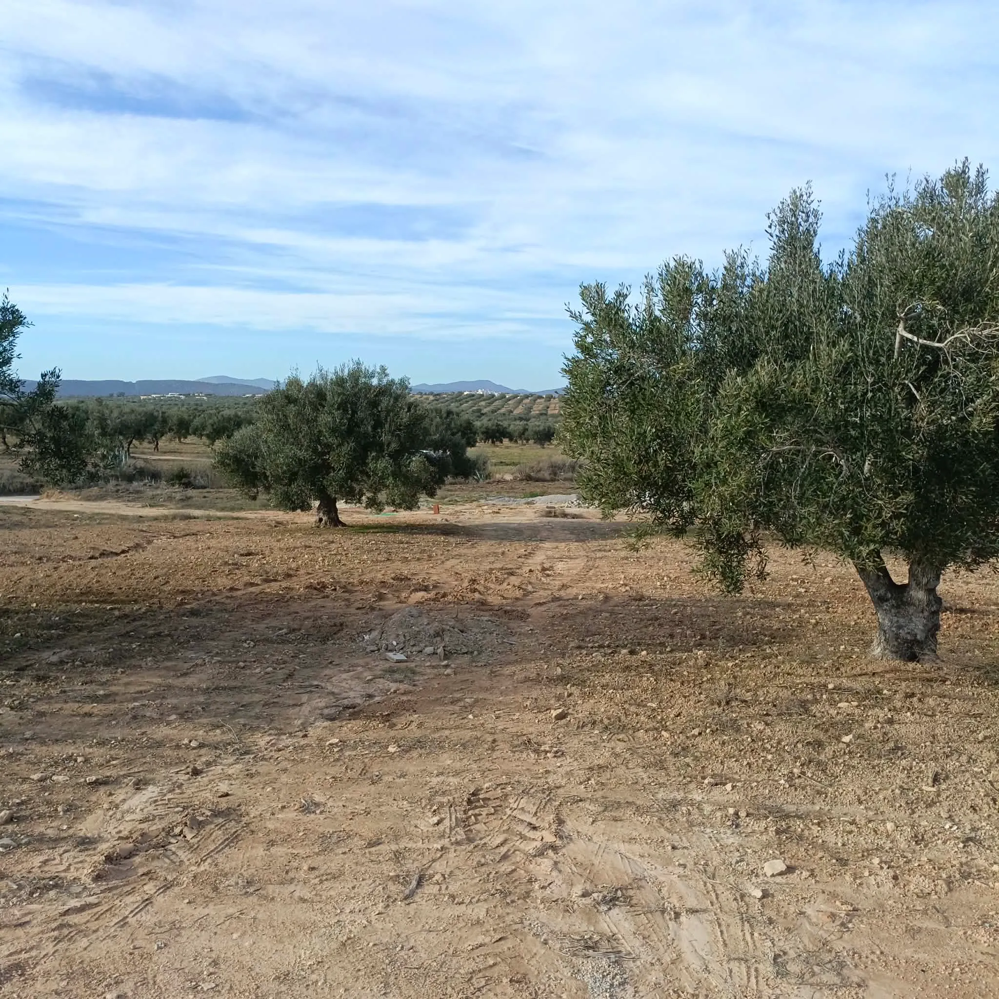 AV beau terrain de 600m à hammamet sud 
