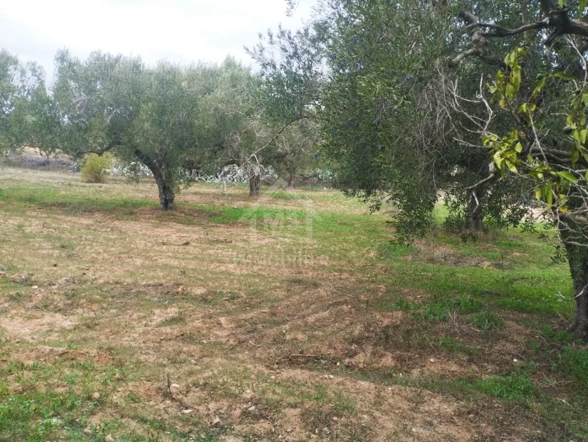 Terrain de 850 m² à vendre à Hammamet Sud 51355351