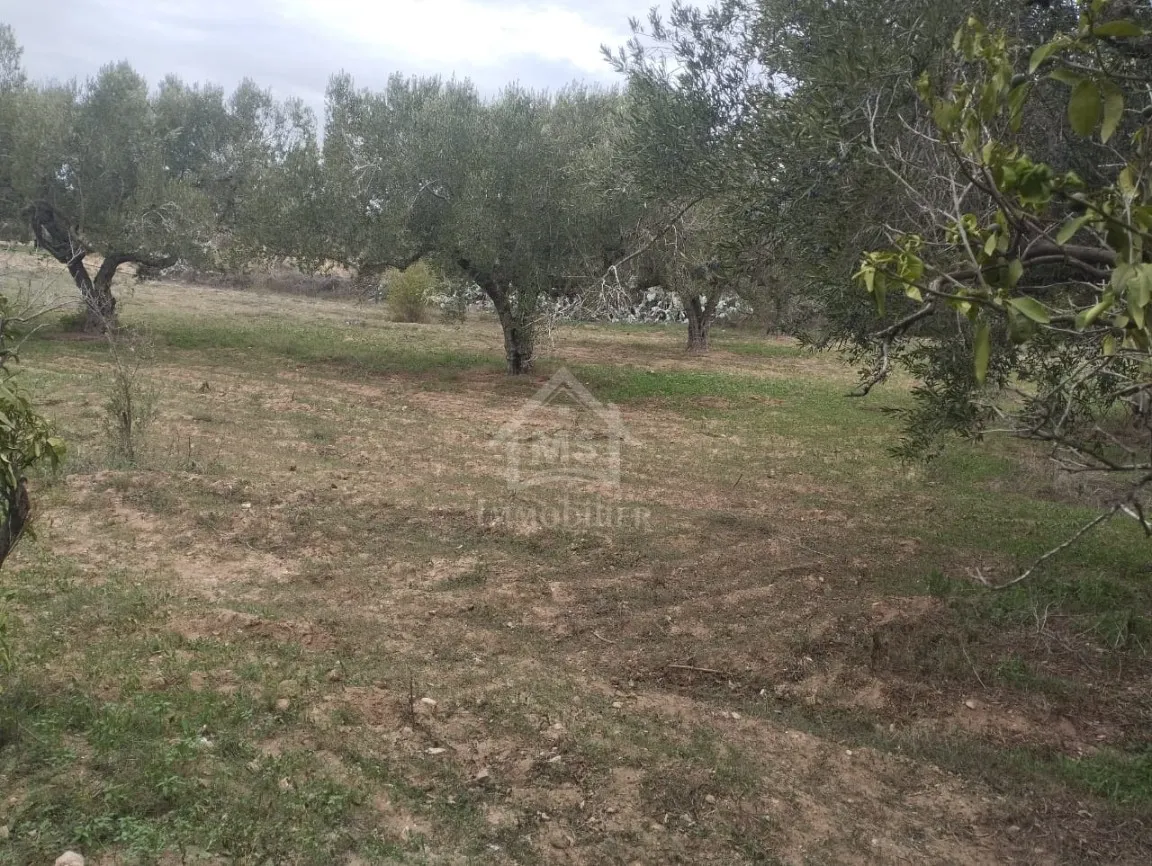 Terrain de 850 m² à vendre à Hammamet Sud 51355351