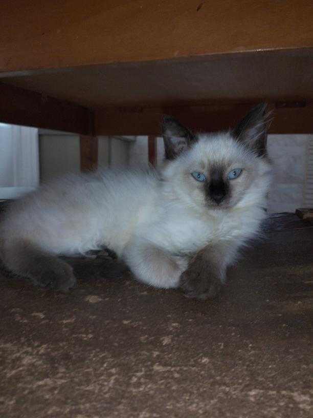 Chaton saimois