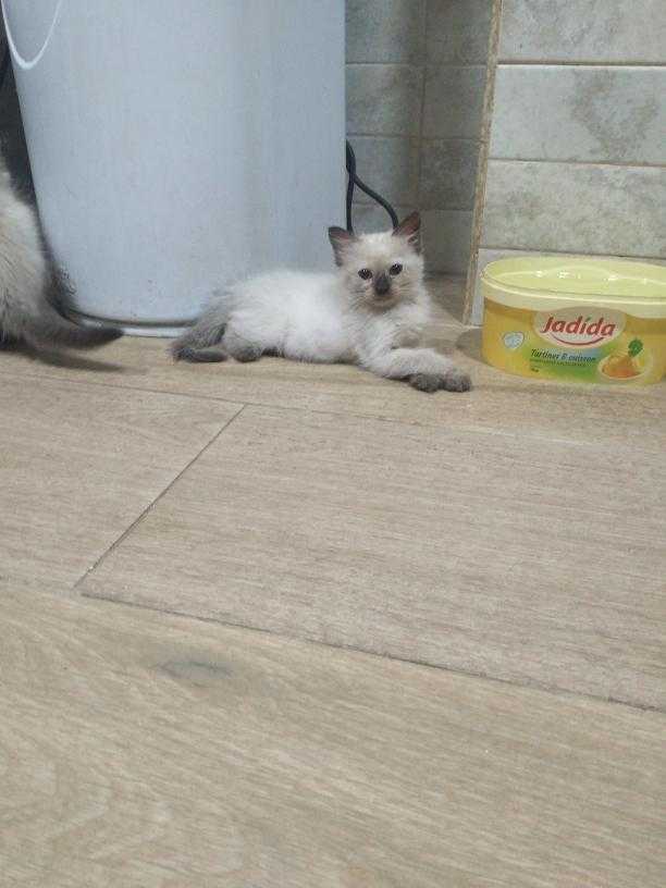 Chaton saimois