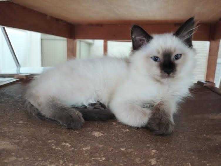 Chaton saimois