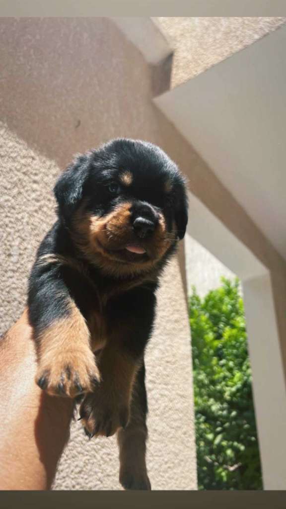 Dès choix rottweiler Serbie 🇷🇸 