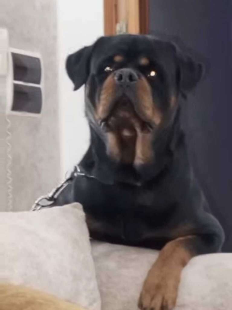 Dès choix rottweiler Serbie 🇷🇸 