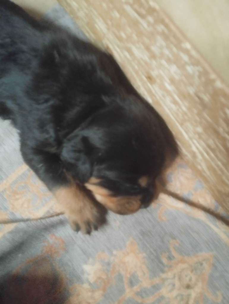 Dès choix rottweiler Serbie 🇷🇸 