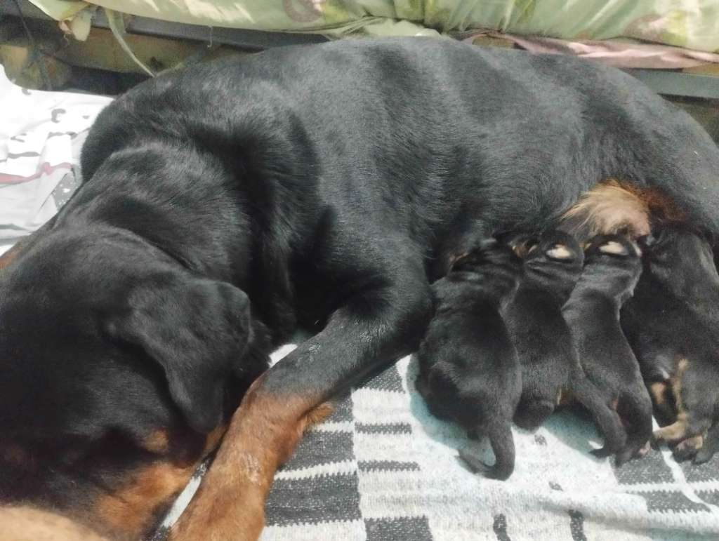 Dès choix rottweiler Serbie 🇷🇸 