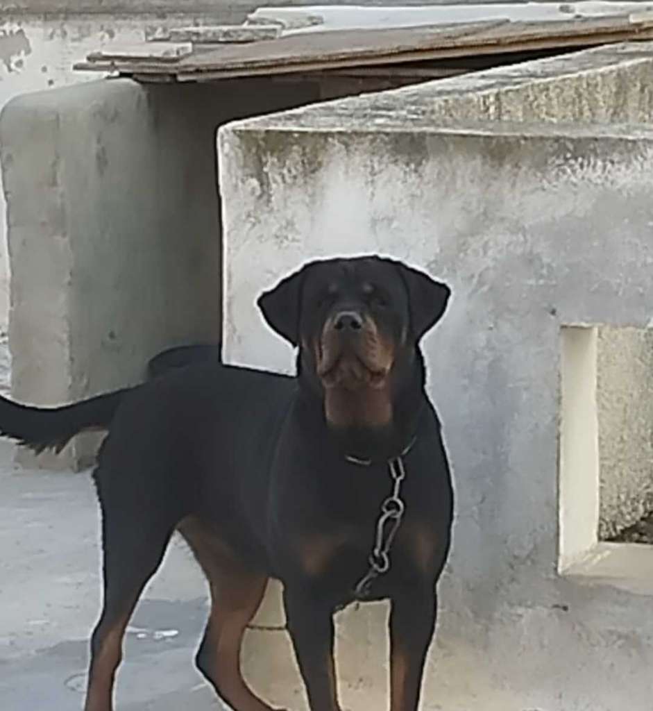 Dès choix rottweiler Serbie 🇷🇸 