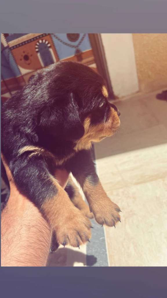Dès choix rottweiler Serbie 🇷🇸 