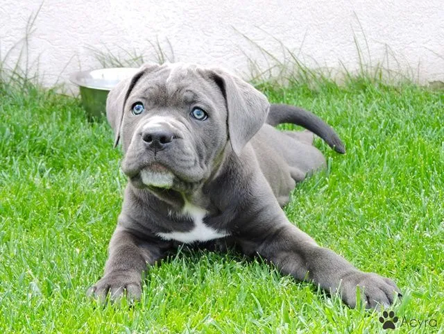 Chiots Cane Corso gris