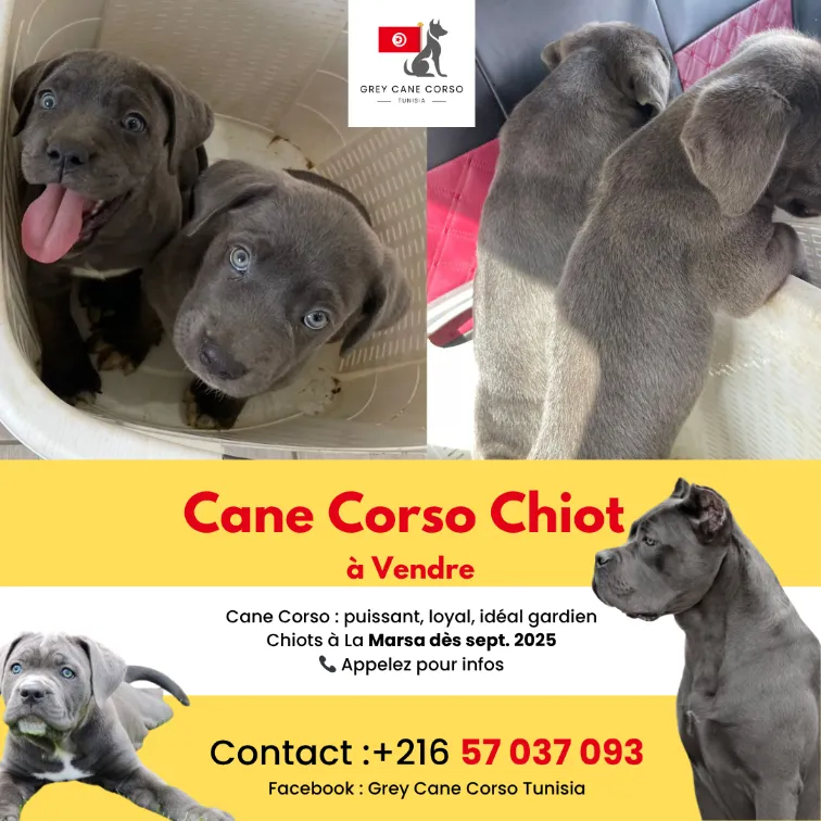 Chiots Cane Corso gris