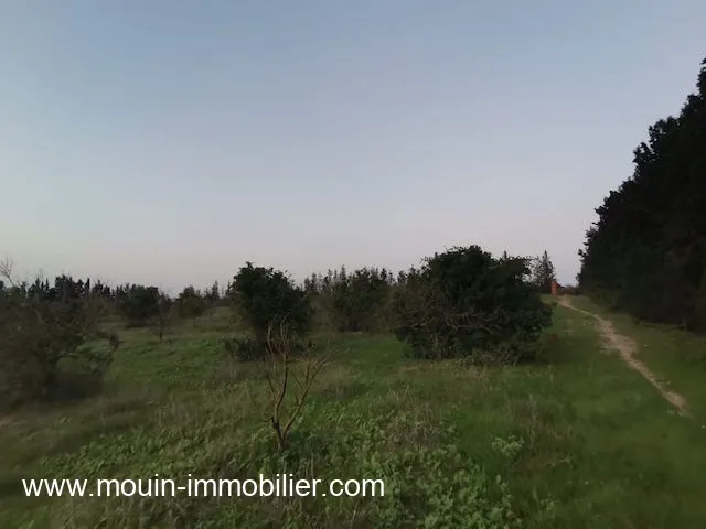 TERRAIN SIDRA Borj Hfaiedh T1199