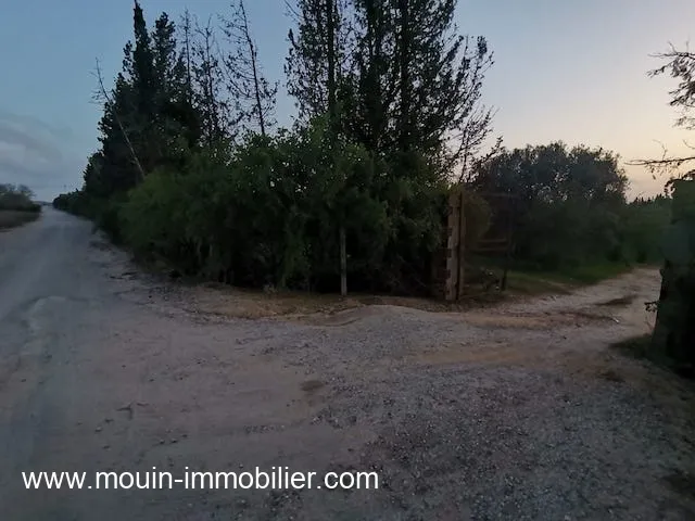 TERRAIN SIDRA Borj Hfaiedh T1199