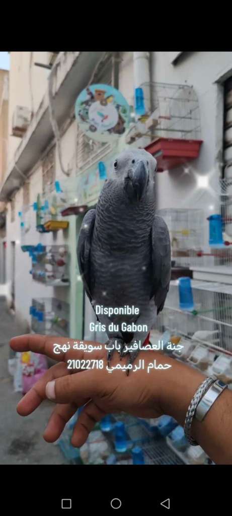 Gris du Gabon 