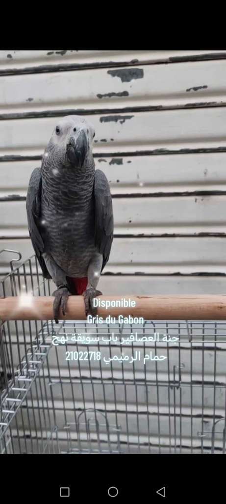 Gris du Gabon 