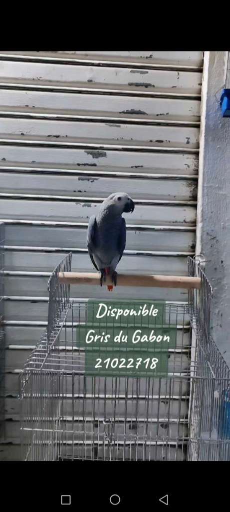 Gris du Gabon 