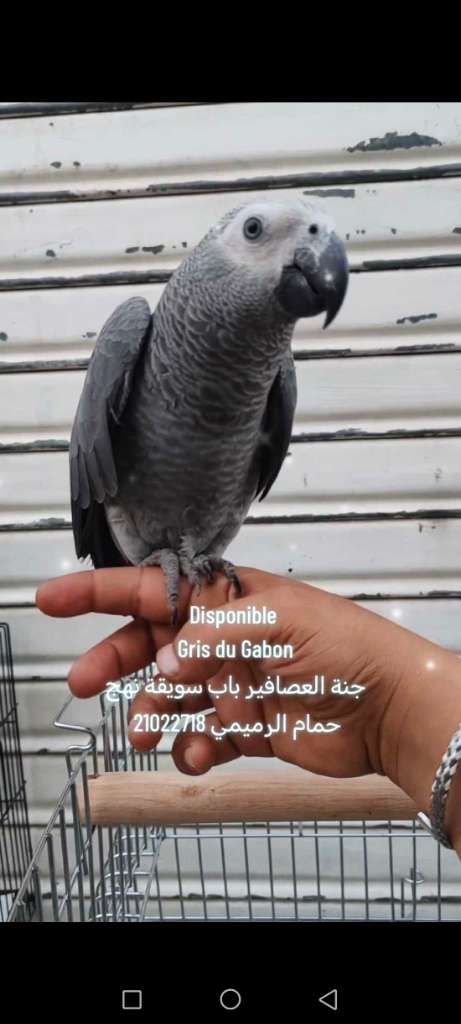 Gris du Gabon 
