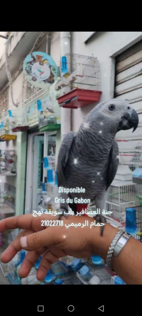 Gris du Gabon 
