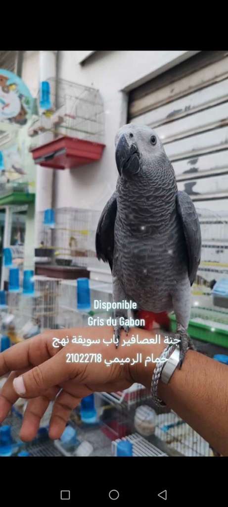 Gris du Gabon 