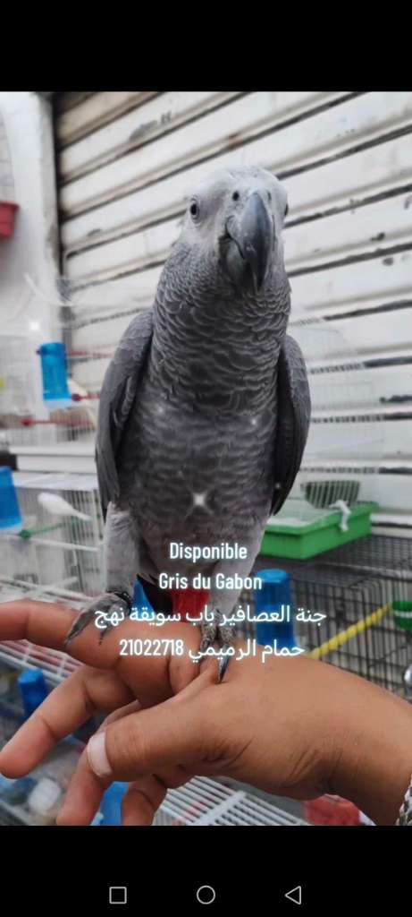 Gris du Gabon 
