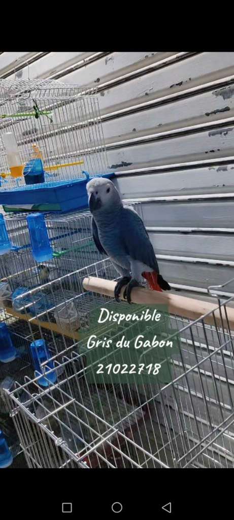 Gris du Gabon 
