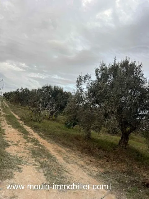 TERRAIN CLAUDIA Douikhla Hammamet Sud T1219