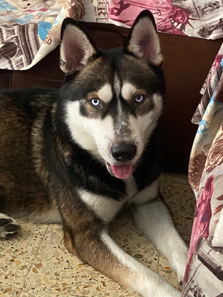 husky pour adoption